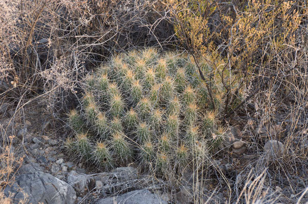 Oliver Lee Memorial State Park, New Mexico