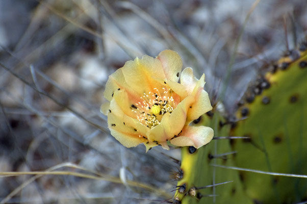 Seminole Canyon State Park