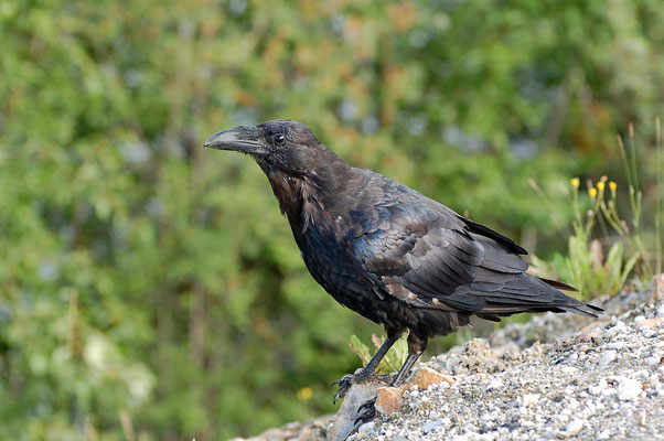 Kolkrabe, Dawson City