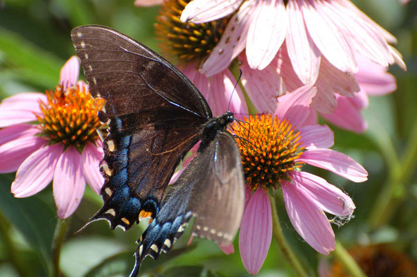 Schwalbenschwanz, Missouri Division of Tourism Rock Port Welcome Center