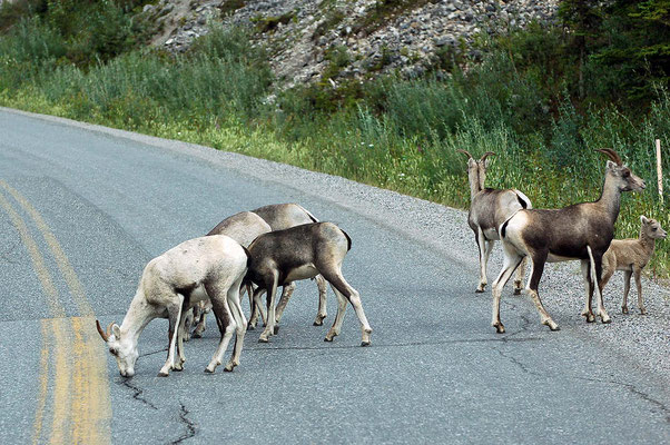 Dickhornschafe ♀ am Alaska Hwy