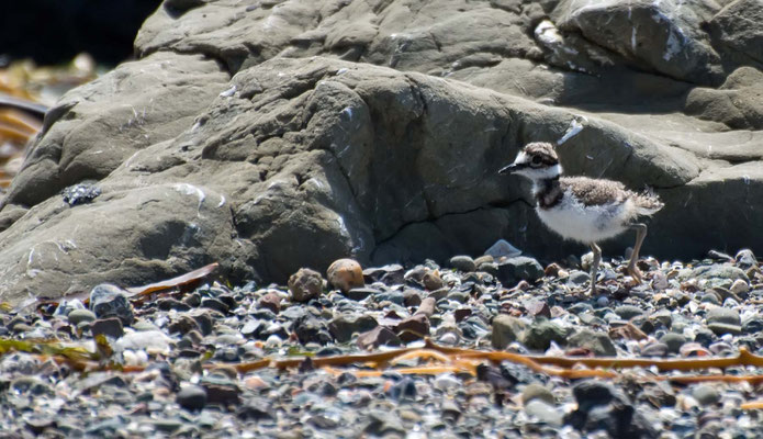 junger Keilschwanzregenpfeifer, Estero Bluffs, California