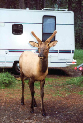 Elk (Wapiti Hirsch) im Campground