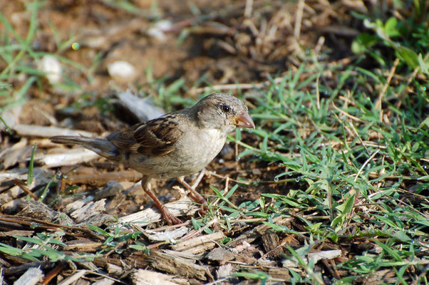 Spatz (Rastplatz I-24)