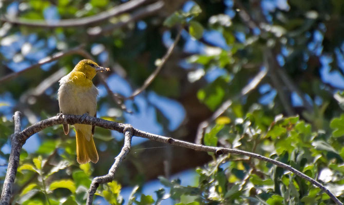 Junger Bullock Trupial, Sweetwater Trail, Cachuma Lake Recriation Area, California