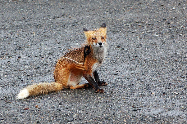 Tropfnasser Rotfuchs auf einem kleinen Rastplatz am Glenn Highway