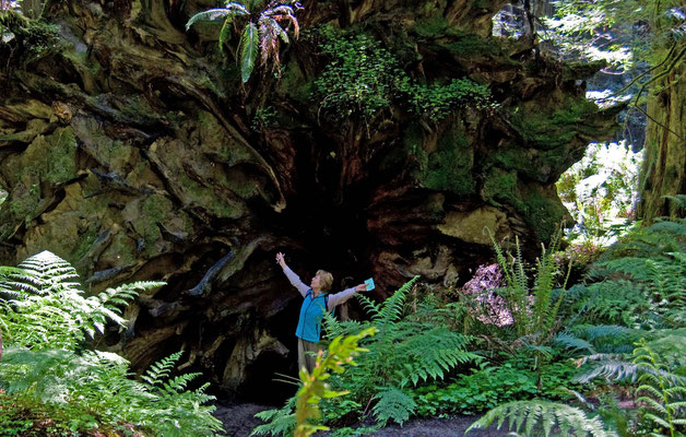 Founders Grove, Avenue of the Giants