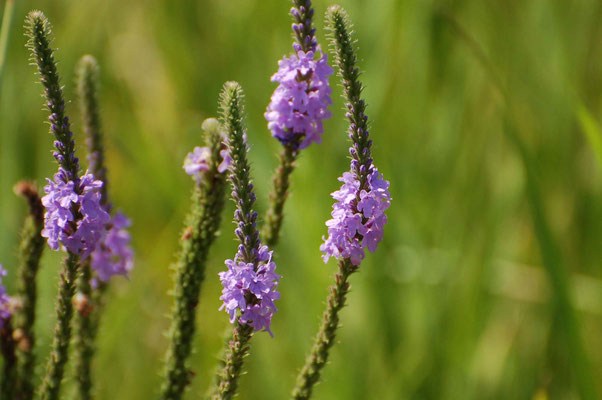 Eisernes Eisenkraut (Verbena stricta), Missouri Division of Tourism Rock Port Welcome Center