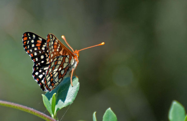 Scheckenfalter, Sweetwater Trail, Cachuma Lake Recriation Area, California