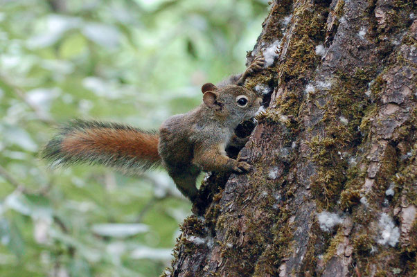 Grauhörnchen