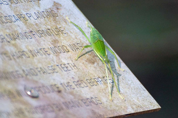 Neoconocephalus Common Conehead species, Suwannee River State Park