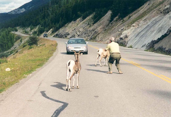 Bighorn sheep (Dickhornschaf), Medicine Lake