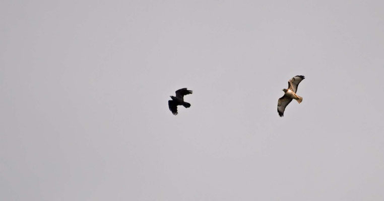 Rotschwanzbussard attackiert Krähe, Golden Gate Park, San Francisco