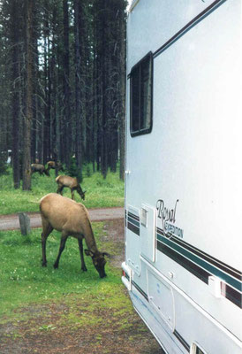 Elks (Wapiti Hirsche) im Campground