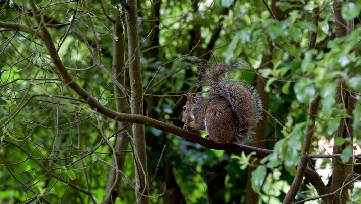 Grauhörnchen, Golden Gate Park (Stow Lake), San Francisco