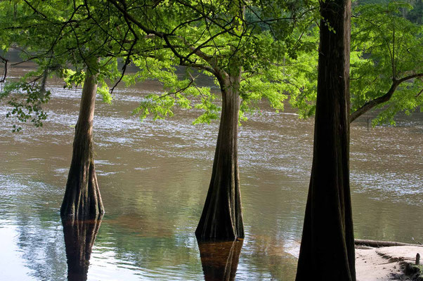 Suwannee River State Park