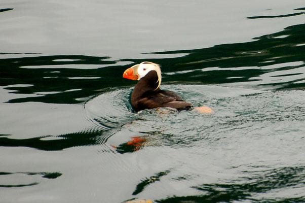 Tufted Puffin