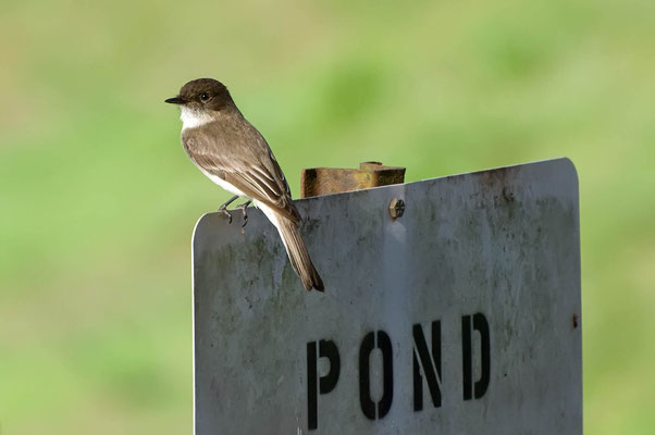 Weißbauch-Phoebetyrann, Charlie Elliott Wildlife Refuge