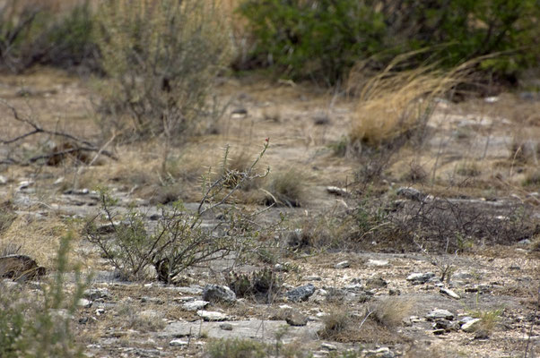 Seminole Canyon State Park