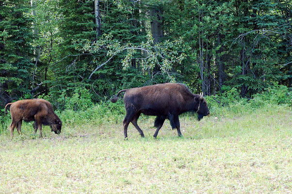 Büffel am Alaska Hwy