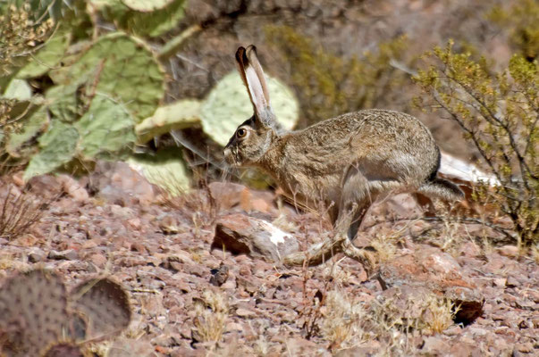 Kalifornischer Eselhase, Rockhound State Park, New Mexico