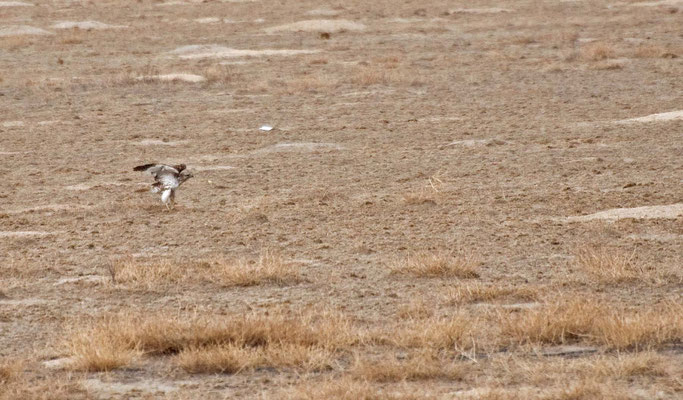 Rotschwanzbussard, Lake Pueblo State Park, Colorado