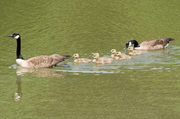 Kanadagans Familie, Charlie Elliott Wildlife Refuge