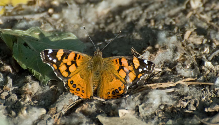 West Coast Lady, Rancho Jurupa Park, Riverside, California