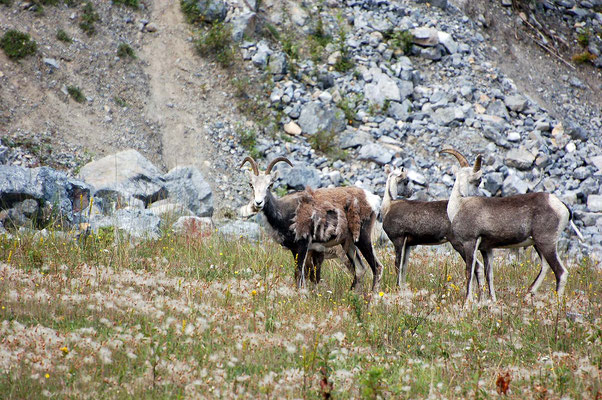 Dickhornschafe ♀ am Alaska Hwy