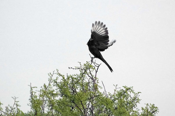 Trauerseidenschnäpper ♂, Windy Hill Recreation Site