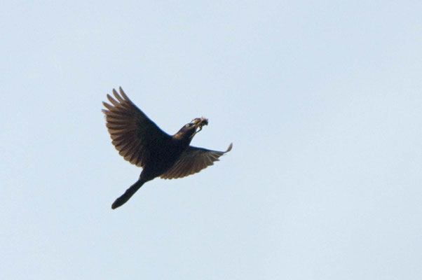 Purpurgrackle, Charlie Elliott Wildlife Refuge