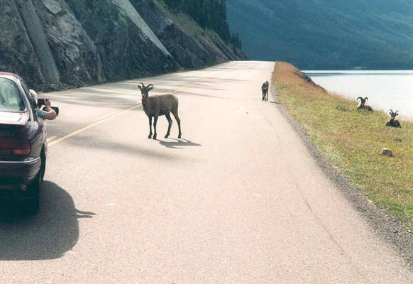 Bighorn sheep (Dickhornschaf), Medicine Lake