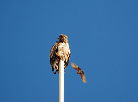 junger Weißkopfseeadler auf einem Antennenmast wird von Wanderdrossel attackiert