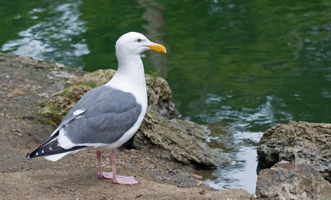 Westmöwe, Golden Gate Park (Stow Lake), San Francisco