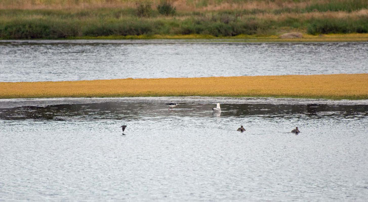 Salt Marsh, Greenbrae