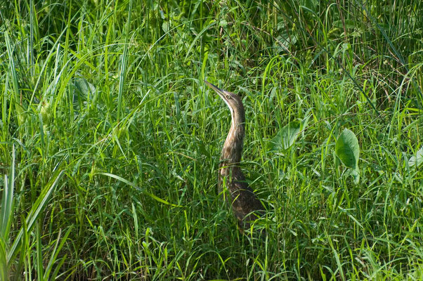 Nordamerikanische Rohrdommel, Hard Labor Creek State Park