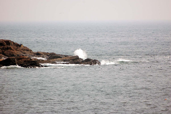 Otter Cliff Rock