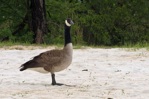 Kanadagans, George Bagby State Park