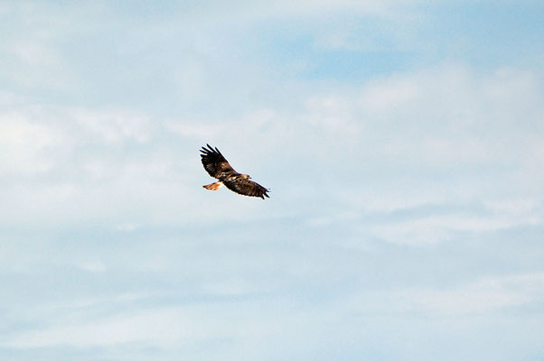 Rotschwanzbussard, bei einer Rast am Hwy beobachtet