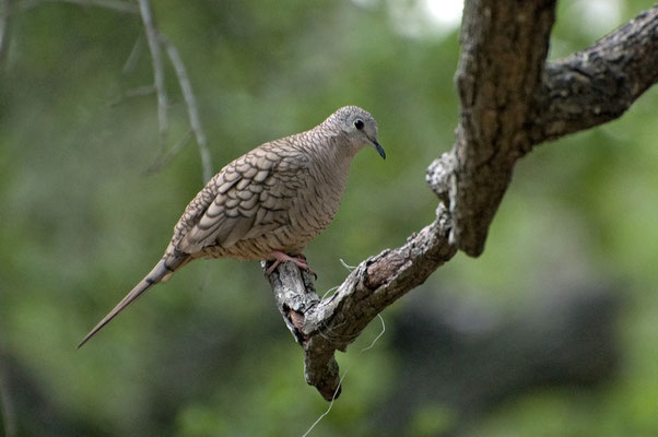 Inkatäubchen, Goose Island State Park (Texas)