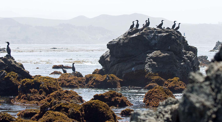 Estero Bluffs, California