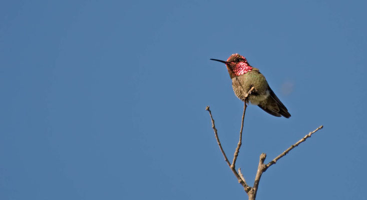 Anna's Hummingbird, Cachuma Lake Recriation Area, California