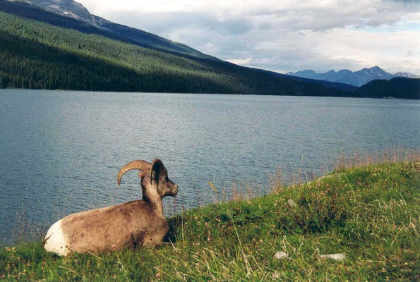 Bighorn sheep (Dickhornschaf), Medicine Lake