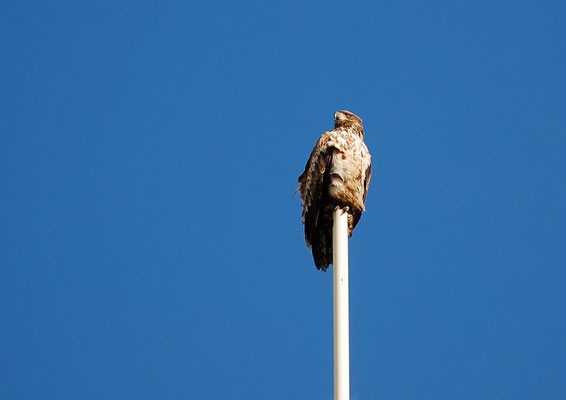 junger Weißkopfseeadler auf einem Antennenmast