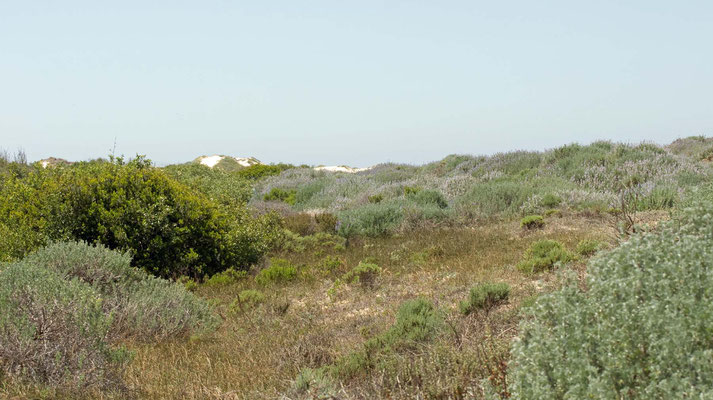 Guadalupe-Nipomo Dunes (Oso Flaco Lake), California