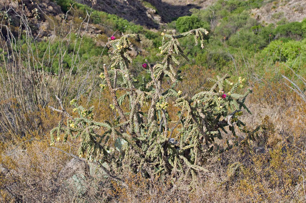 Oliver Lee Memorial State Park, New Mexico