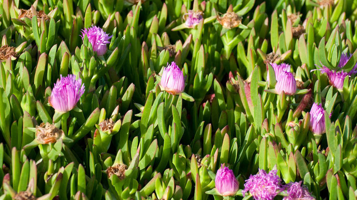 Marina Dunes Preserve, Montery Bay, California