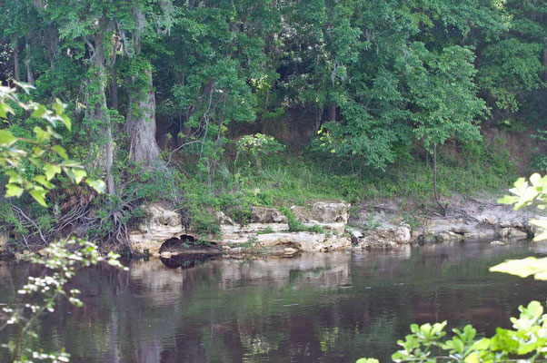 Suwannee River State Park