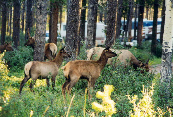 Elks (Wapiti Hirsche) im Campground