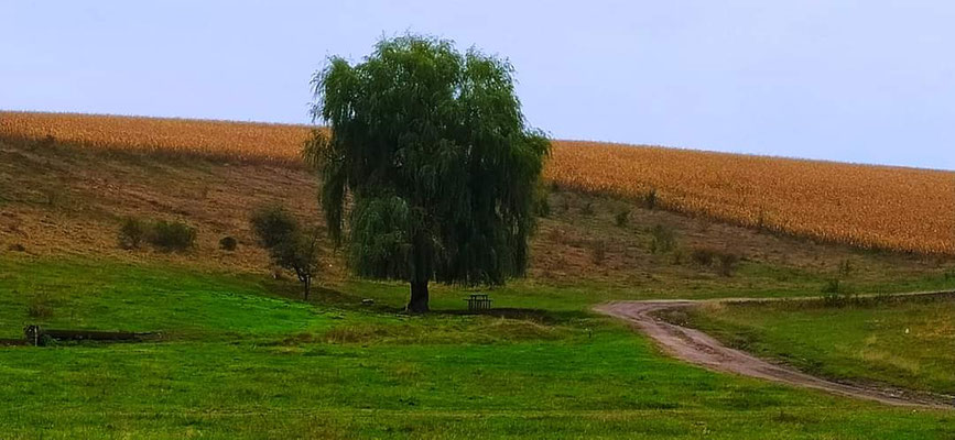 2014р. Водопій. Фото з Вікіпедія